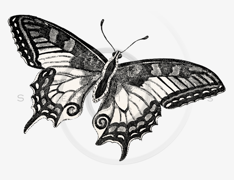 Butterflies Png, transparent png #354194