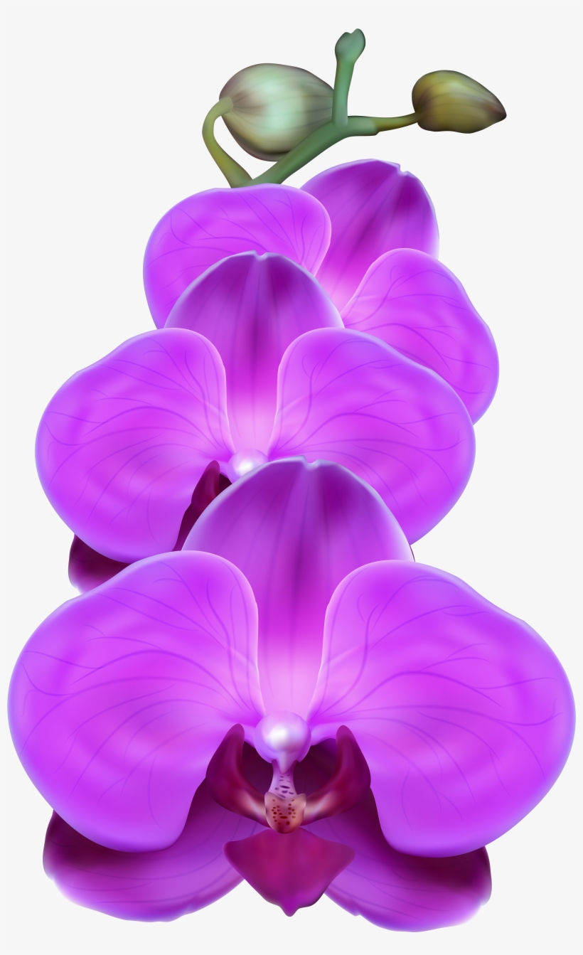 Purple Orchid, transparent png #354323