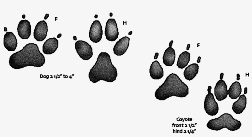 Dog Vs Coyote Paw Print - Dogs Vs Coyote Paw, transparent png #354499