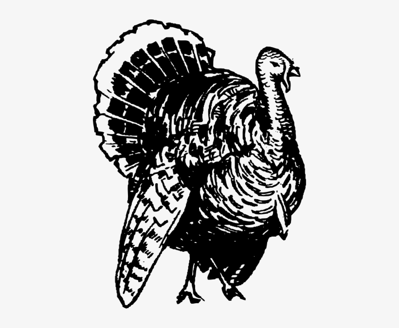 Jpg Library Library Turkey Drawing Clip Art At Clker - Wild Turkey Clip Art Black And White, transparent png #354644