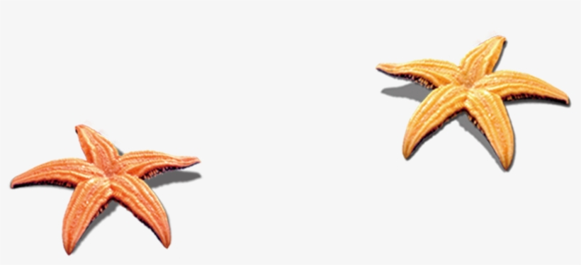 Beach Clip Art Transprent Png Free Download - Beach Shell Png, transparent png #355301