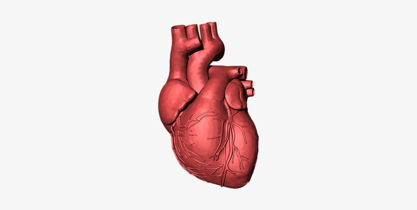 En Este Ámbito La Fisioterapia Ha Adquirido Una Gran - Human Heart Transparent Background, transparent png #355321