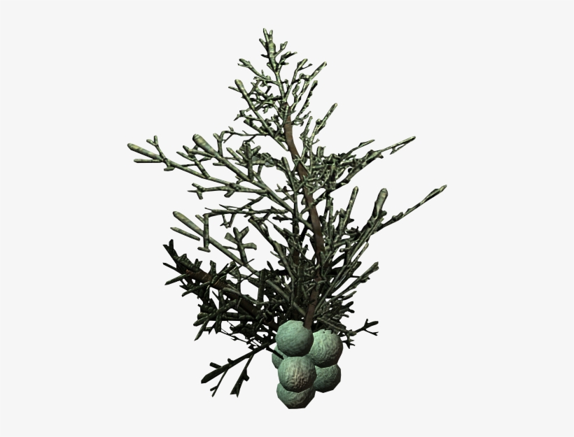 Food Skyrim Wiki Other Raw - Juniper Transparent Background, transparent png #355877