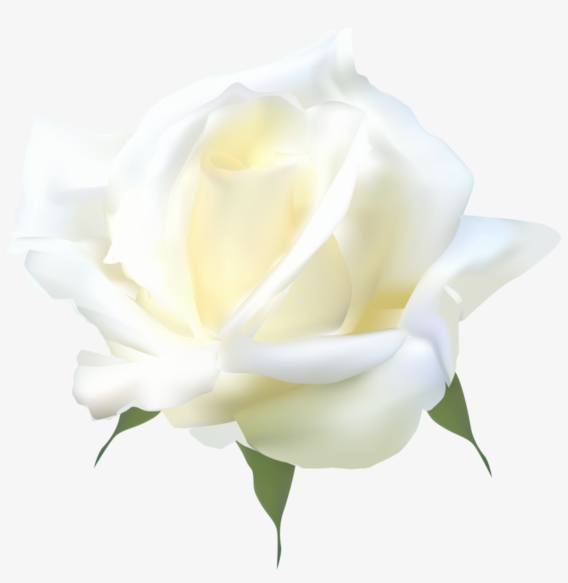 White Rose Png Clip Art, transparent png #356198