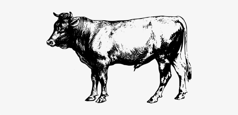 Bull - Cattle Clipart, transparent png #356266
