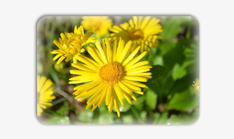 Yellow Flowers “ - Flower, transparent png #356325