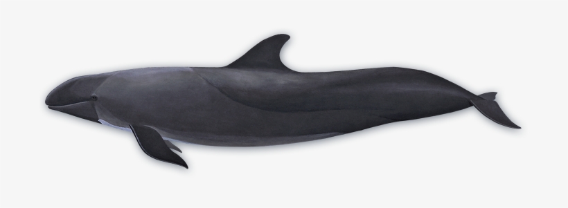 Fish, transparent png #356494