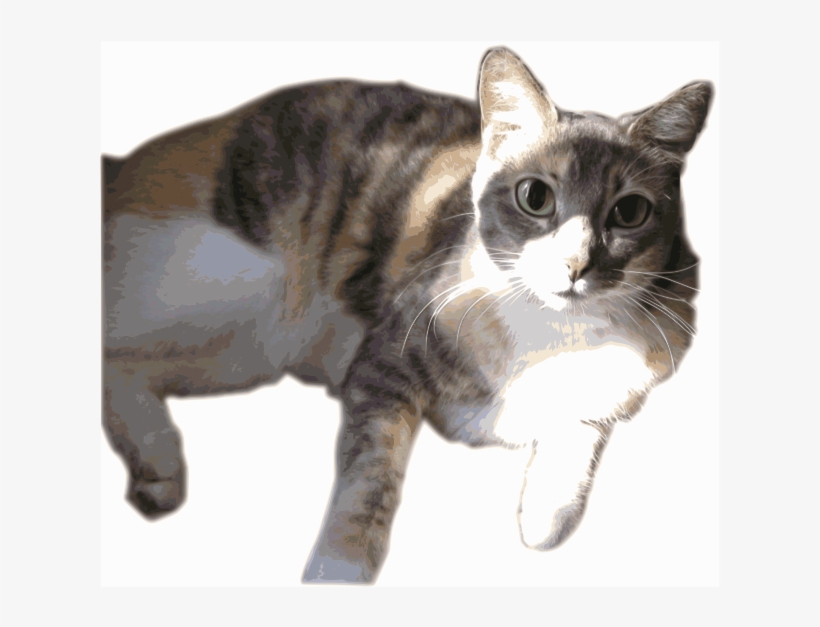 Calico Cat, transparent png #356952