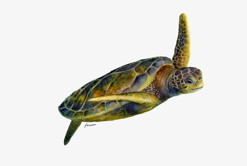 Click And Drag To Re-position The Image, If Desired - Sea Turtle 2, transparent png #357216