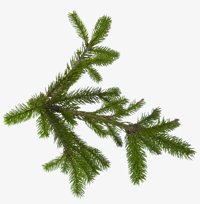 Christmas Tree Branch, Aljanh - Pine Tree Branch Png, transparent png #358136