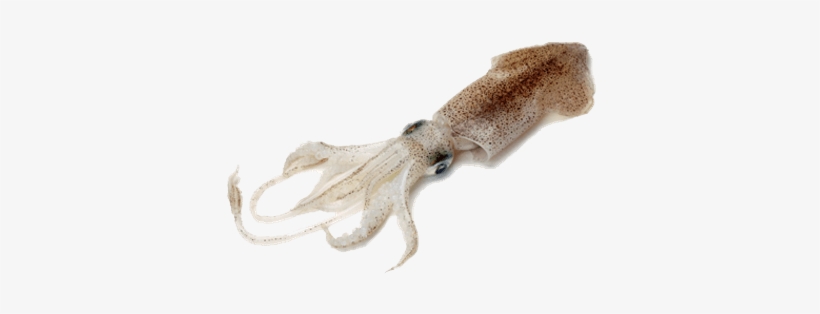 Squid - Squid Fish In Kannada, transparent png #358232