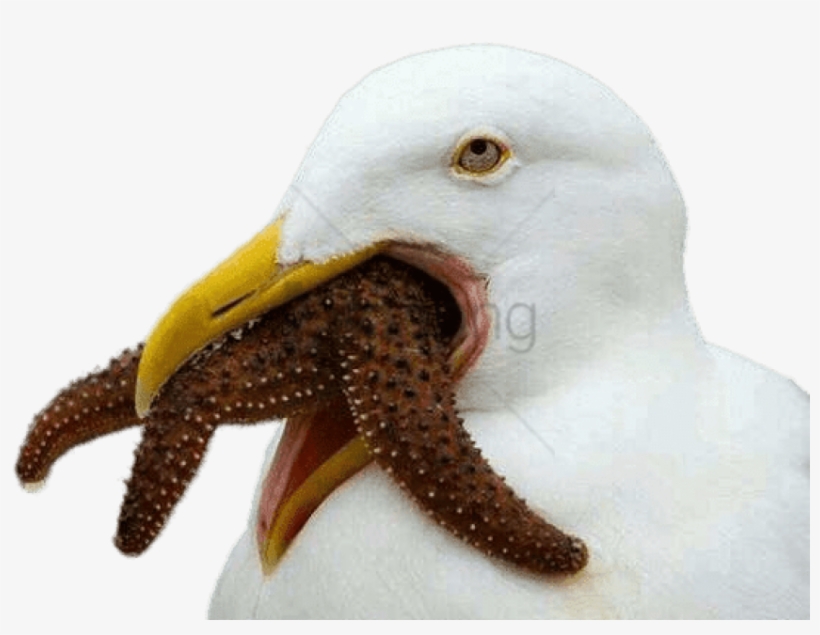 Seagull Trying To Swallow Starfish Png - Cursed Bird, transparent png #358361