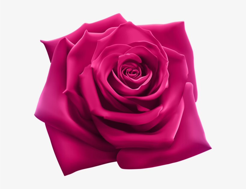 Pink Rose Png, Pink Roses, Tyler Tx, Coming Up Roses, - Snoop Dogg 220, transparent png #358449