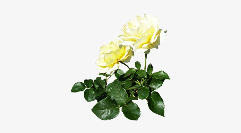 White Rose Bush Png - White Rose Candle Png, transparent png #358558
