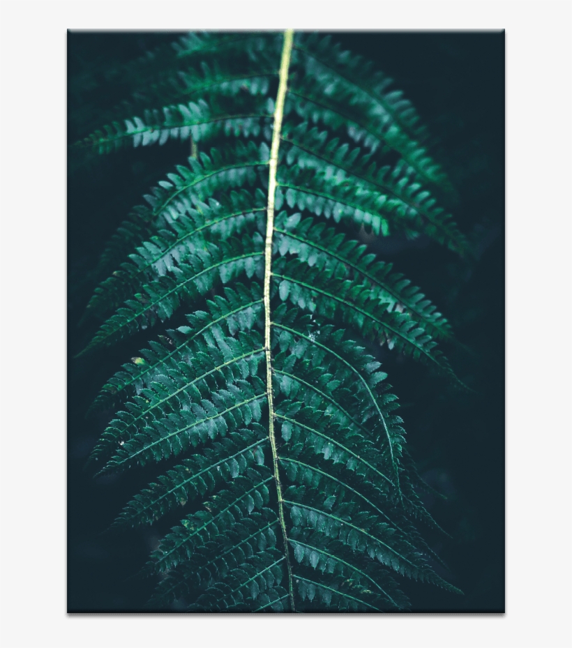 Blue Fern - Ostrich Fern, transparent png #358599