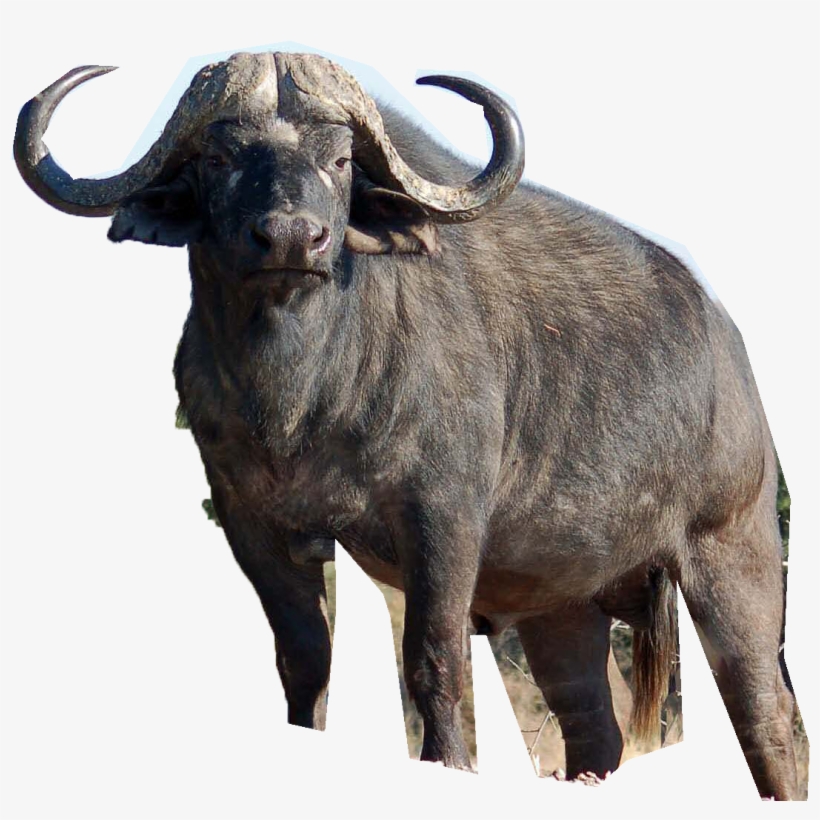 Africa Cape Buffalo - Buffalo Png, transparent png #358954
