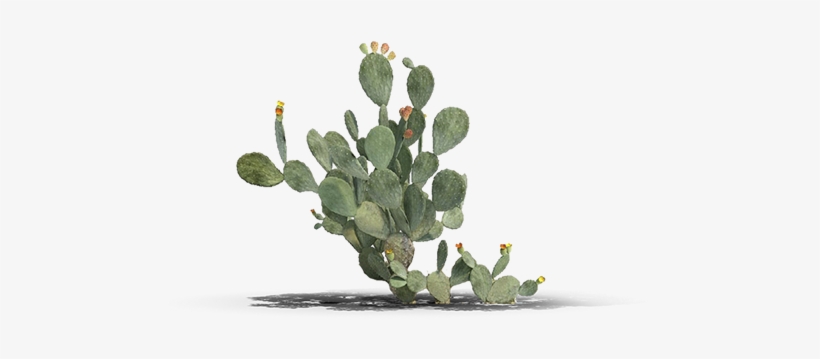 View In My Picture - Barbary Fig, transparent png #359440