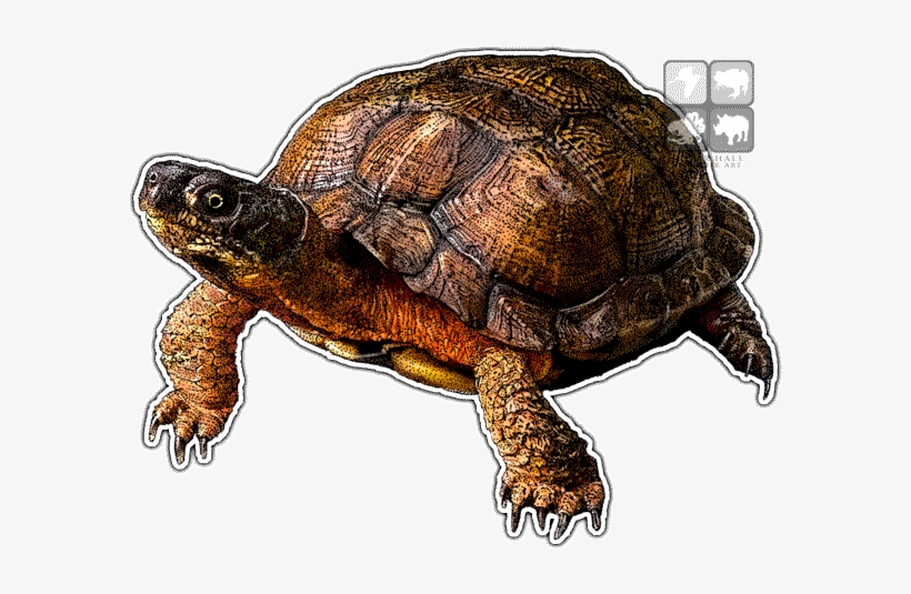 Wood Turtle Decal - Wood Turtle Png, transparent png #359603