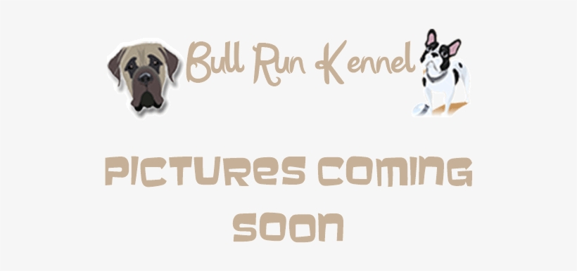 Placeholder - Pug, transparent png #3500133