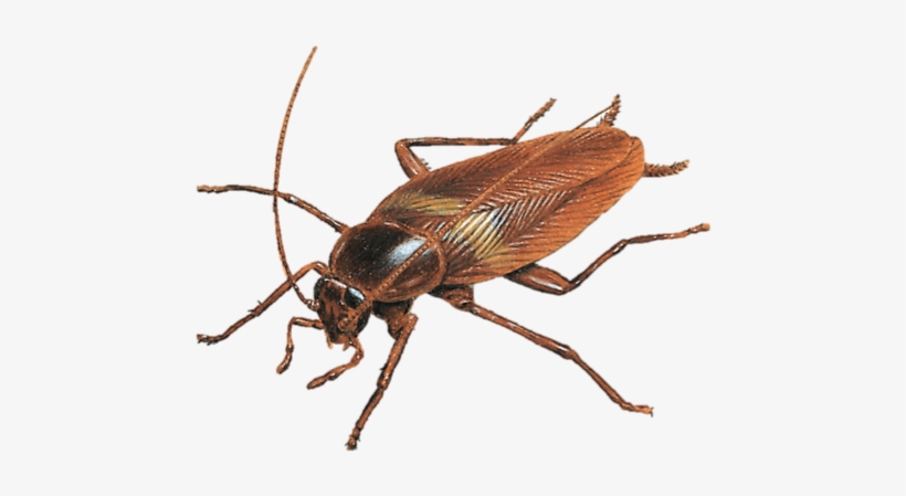 Nombre Científico - Blattodea - Brown Banded Cockroach, transparent png #3501899