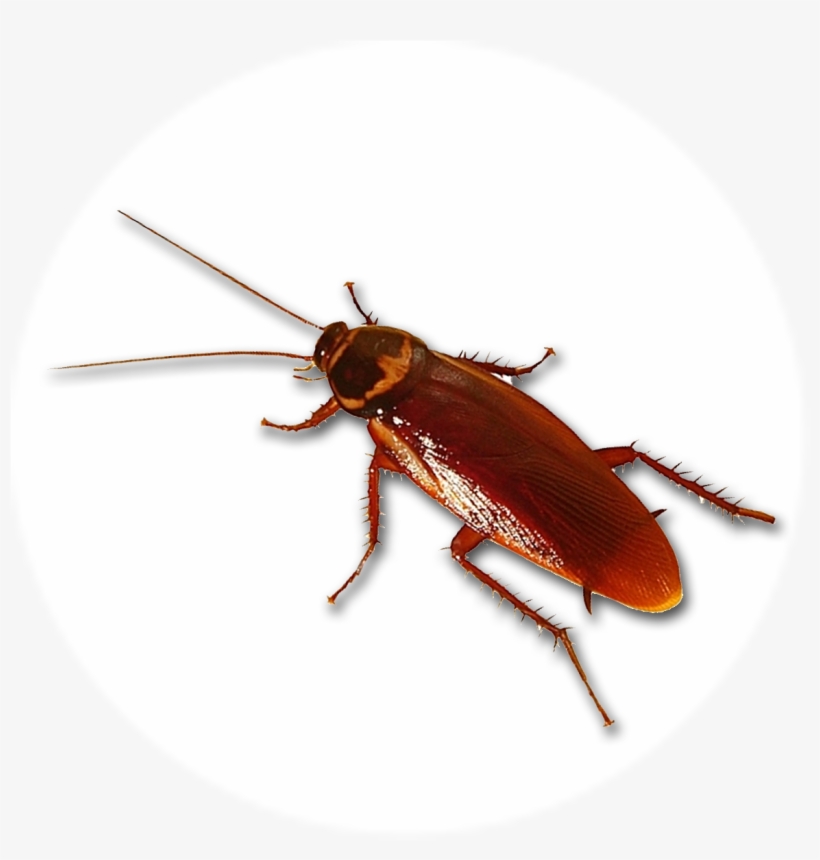 Cucaracha - Roaches Don't Die: Bad Music Artists, One Hit Wonders,, transparent png #3502112
