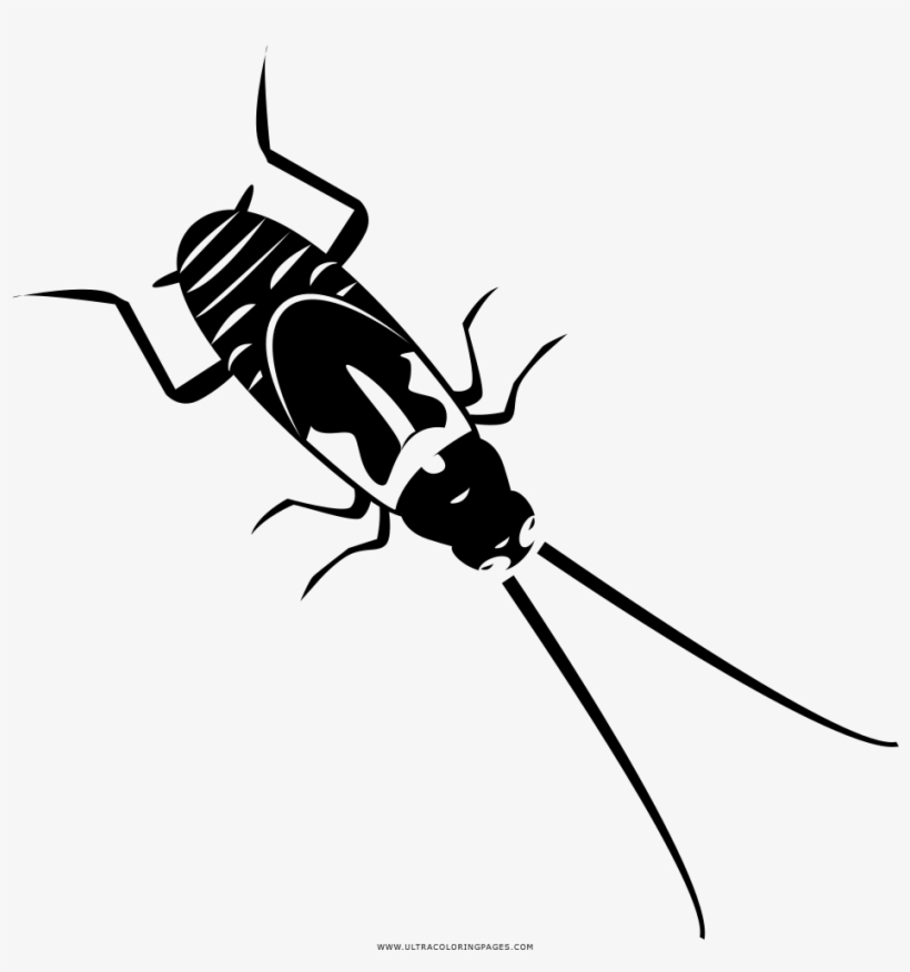 Cucaracha Página Para Colorear - Drawing, transparent png #3502115