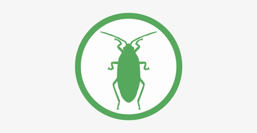 Cucaracha - Cockroach, transparent png #3502272