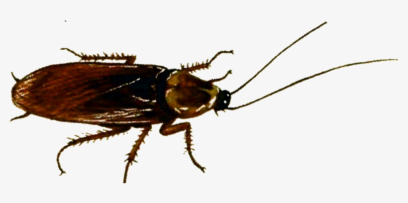 Periplaneta Americana - - Cucarachas Sin Fondo Animadas Png, transparent png #3502339