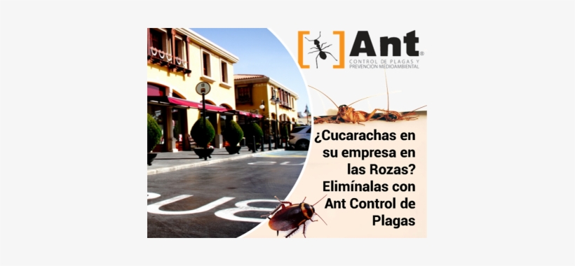 ¿cucarachas En Su Empresa En Las Rozas Elimínalas Con - Dung Beetle, transparent png #3502342