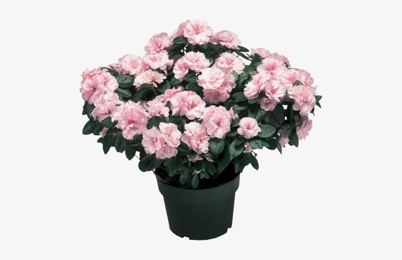 Azalea Plants - Greenhouse Azaleas, transparent png #3504634