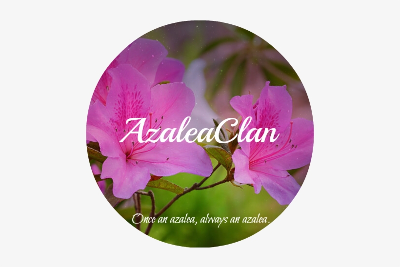Azalea-meaning - Impatiens, transparent png #3505008