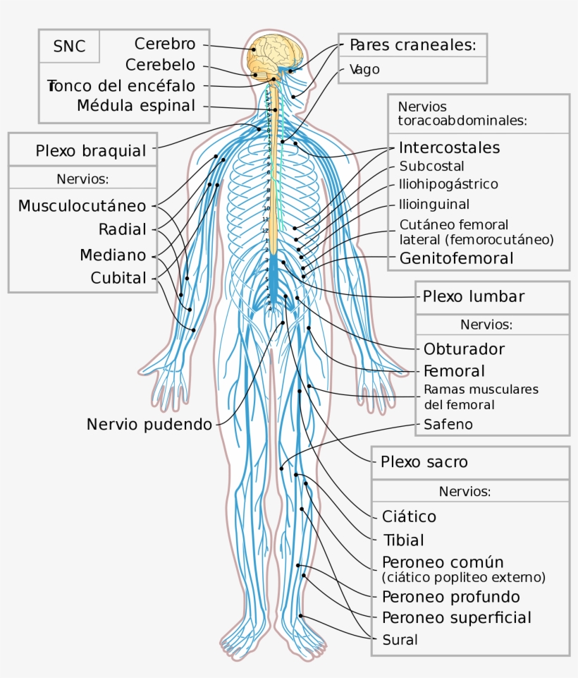 Open - Nervios Del Sistema Nervioso Periferico, transparent png #3506079