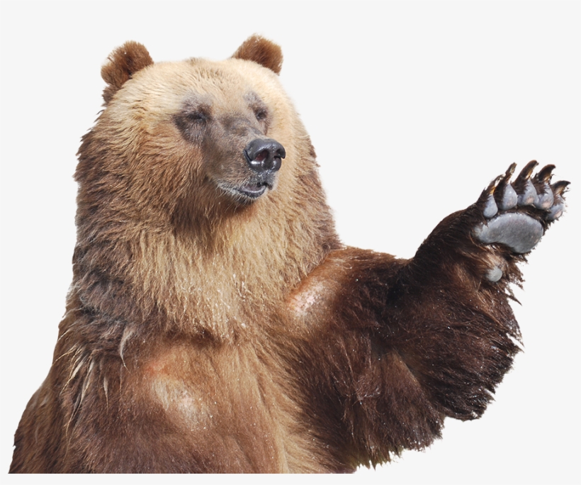 Patas De Ursos Pardos, transparent png #3506800