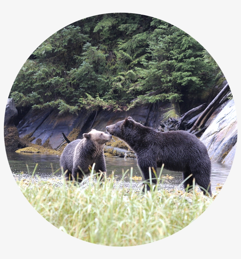 Grizzly Bear, transparent png #3506874