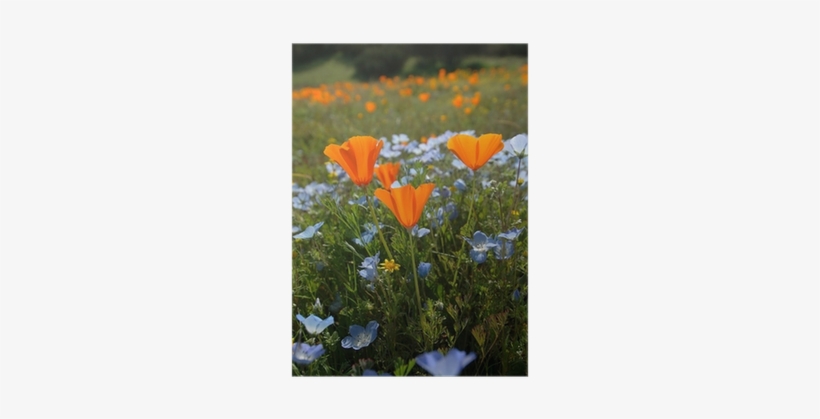 Bug's Eye View Vertical - Baby Blue Eyes Poppy - Free Transparent PNG ...