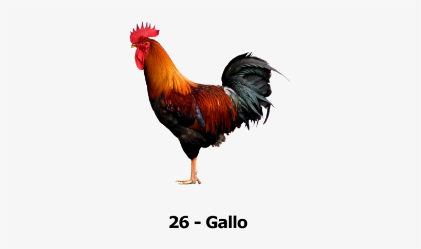Tu Animalito - Cock Png, transparent png #3508434