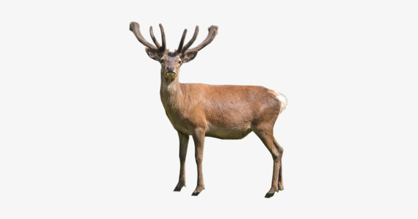 Stag - T-shirt, transparent png #3509910