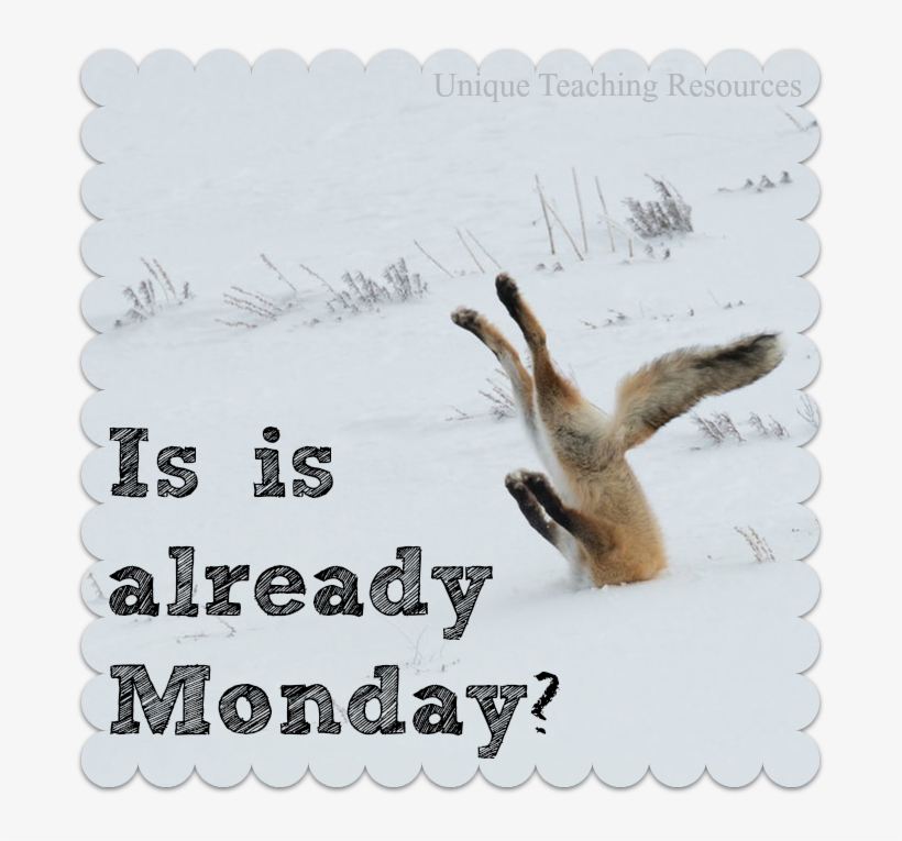 Png Monday Fox Head In Snow Is It Already Monday - Comedy Wildlife Photography Awards (hardcover), transparent png #3510255