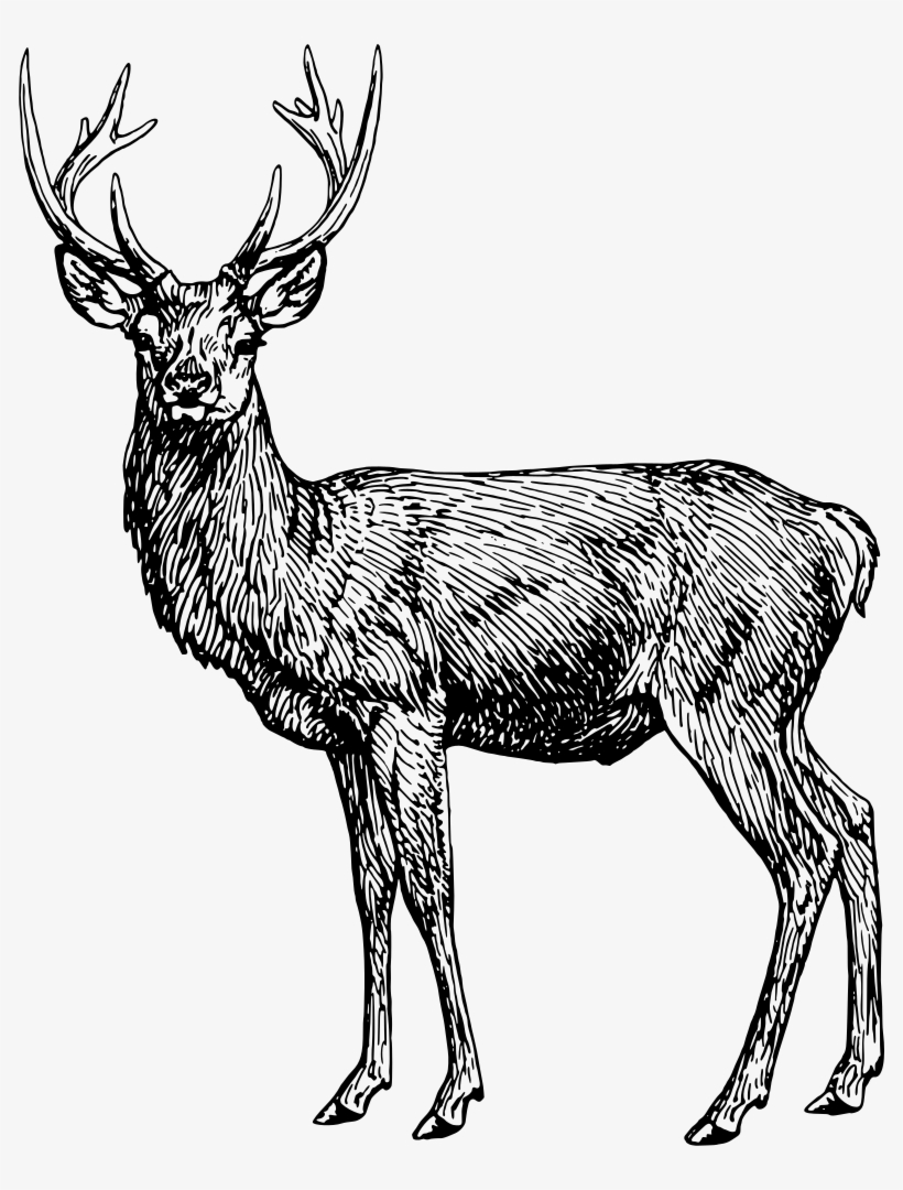 Stag - Coloring Book, transparent png #3510375