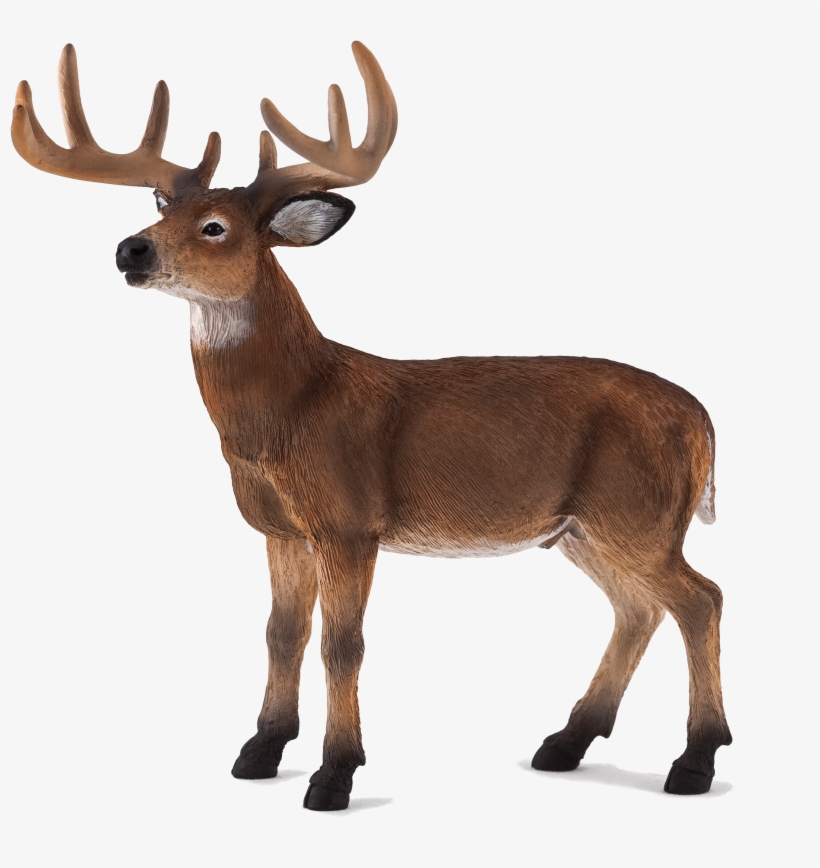 Animal Planet: White Tailed Deer Stag, transparent png #3510442