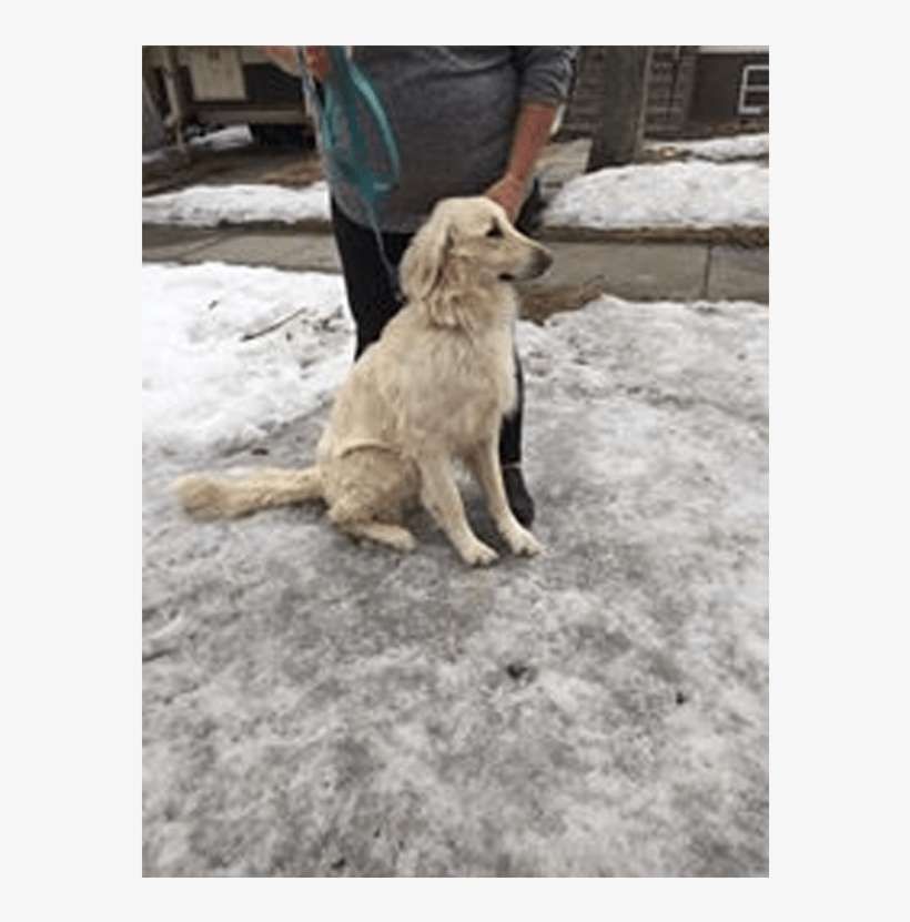 Doug Adopted Into A Forver Home - Dog Catches Something, transparent png #3515130