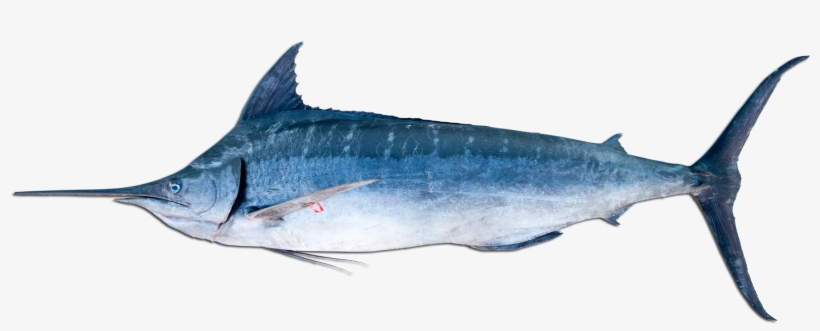 A Blue Marlin - Blue Marlin, transparent png #3515411