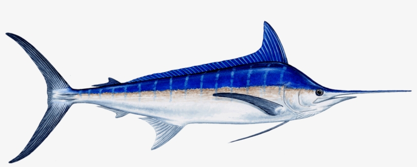 Fish Marlin, transparent png #3515430