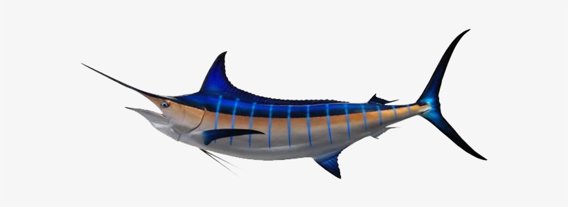 Marlin - Marlin Fish, transparent png #3515545