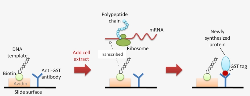 Figure 1 Nappa - Free Vs Membrane Proteins, transparent png #3517647
