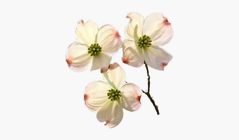 Dogwoodblooms - Portable Network Graphics, transparent png #3518605
