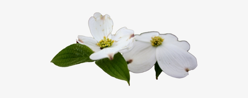 The "wild Foods & Wild Medicinal Plants 6-weeks Program - Flowering Dogwood, transparent png #3518765
