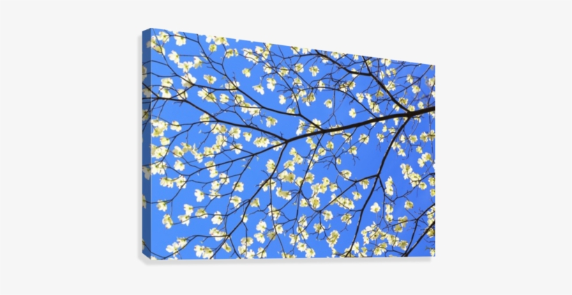 Blue Sky And Dogwood Canvas Print - Motif, transparent png #3518766