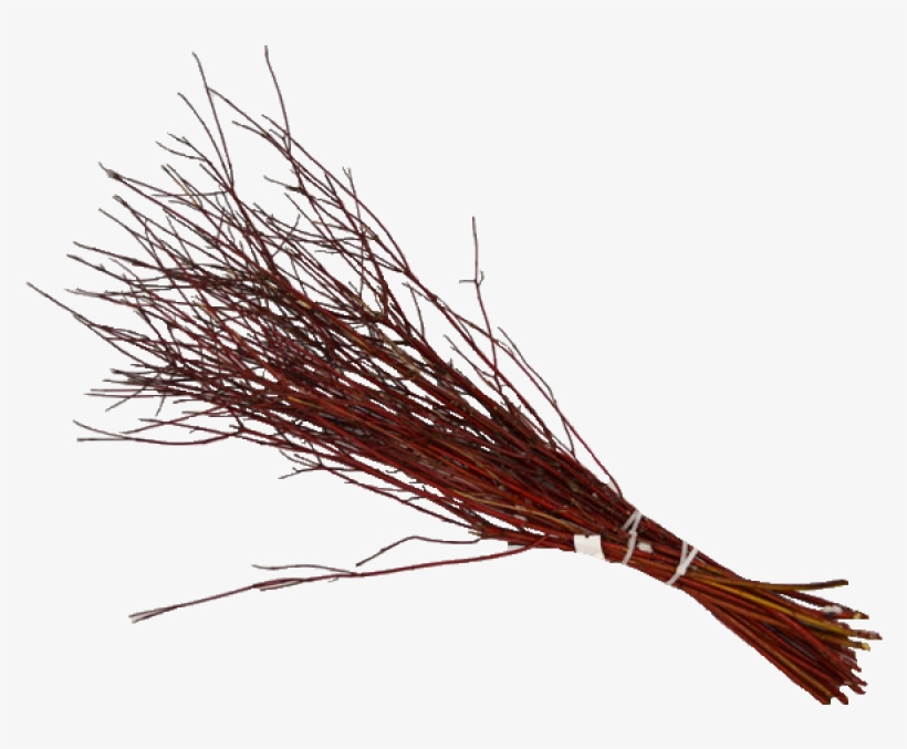 Dogwood Red Twig 3 Ft, transparent png #3518927