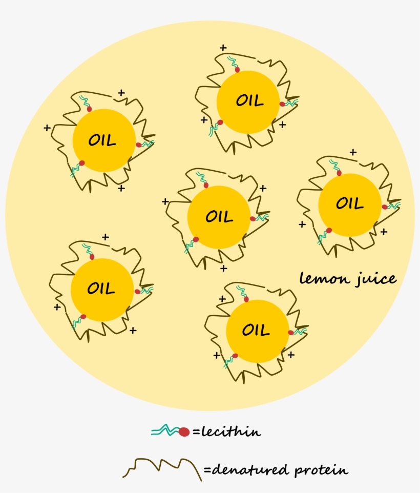 Mayo - Circle, transparent png #3519252